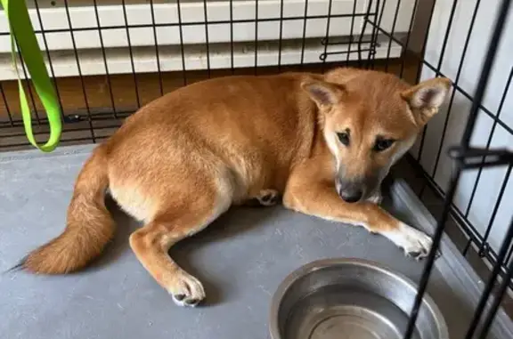 Lost Timid Shiba Inu in Reynoldsburg