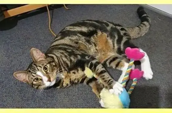 Lost Black Tabby: White Paws, Aberdeen