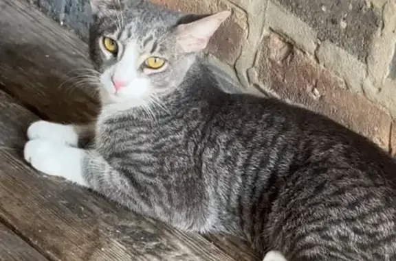 Missing cat Chicago, photo: Lost Cat Near North Ridge Blvd, Chicago