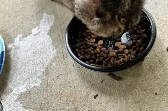 Found: Loving Cat with Beautif...