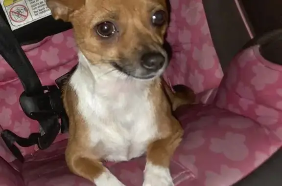 Missing: Tiny Light Brown Chihuahua