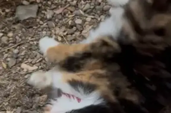 Lost Calico Cat on Bluefeld Rd, Riverton