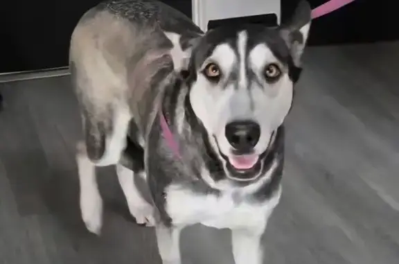 Lost Husky Mix: Help Find Her in UT