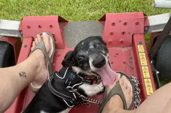 Lost Mini Dachshund on State Road 274