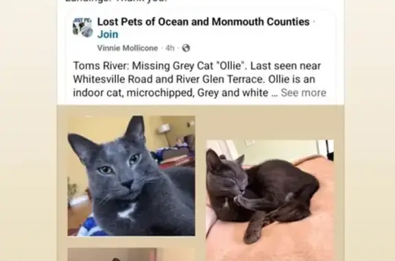 Lost Cat Ollie: Grey & White, Toms River