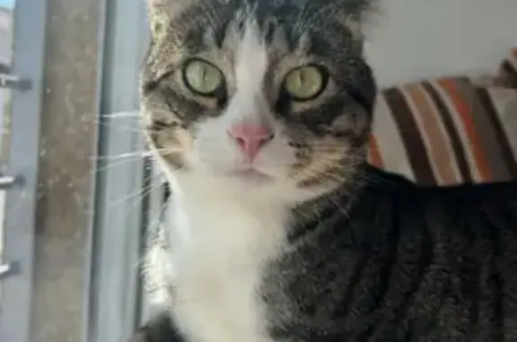 Se busca: Gato macho esterilizado en Huéscar