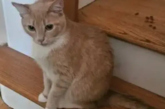 Found Tan & White Cat in Water...