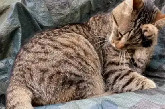 Chatte tigrée perdue à Anderlecht - photo