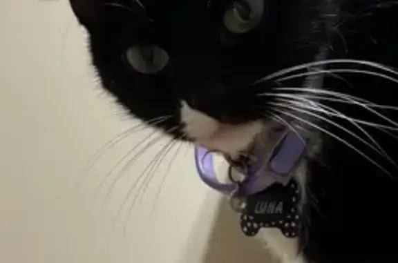 Lost: Sweet Luna with Green Eyes
