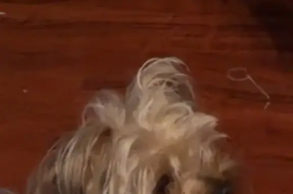 Lost Dog: Sandy Brown, South Justine St.