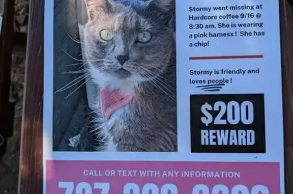 Lost Gray Cat 
