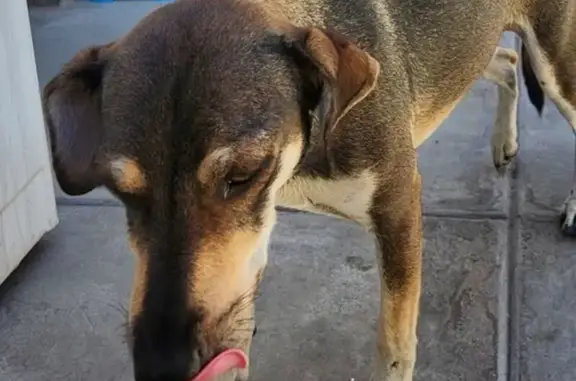Perro amigable hallado en Calzada Cetys