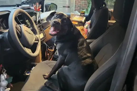 Found dog East End, photo: Found: Friendly Black Dog in Little Rock