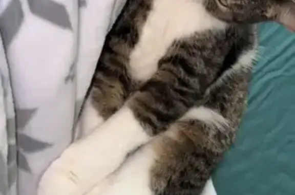 Lost Cat: Brown/Grey Striped on Taylor St