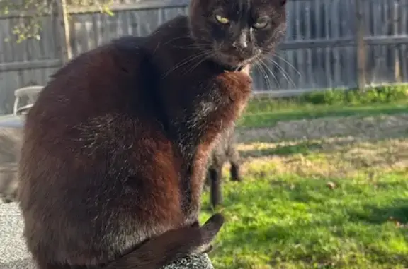 Missing cat Gardner, photo: Lost Cat: Luna, Small & Shy, N. Elm St.