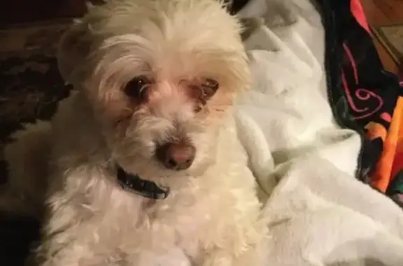 Lost White Chinese Crested in Laurel, DE