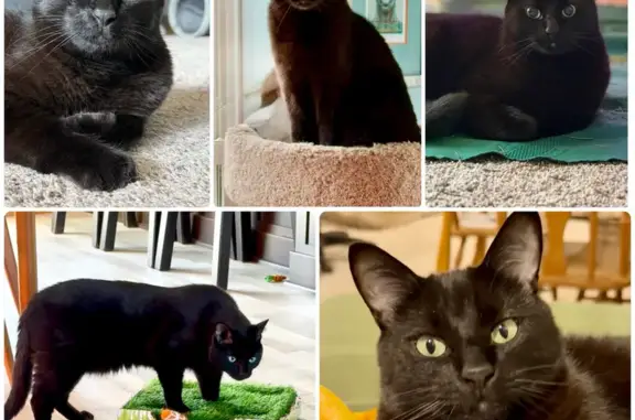Lost Black Cat: Green Eyes, Hudsonville