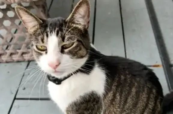 Missing cat Miami Shores, photo: Lost Cat Maxi: Squeaky Meow, Goldfish Leg
