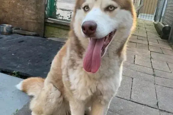 Lost Dog Near 3938 S Western Ave, Chicago