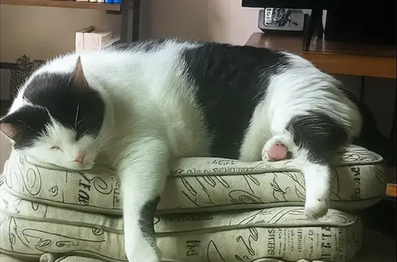 Lost: Black & White Cat on Hui Kelu St