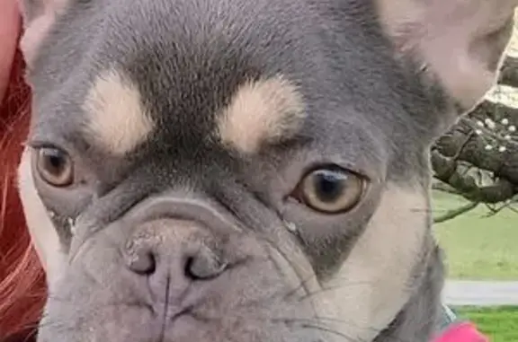 Help Find Laina: Lilac & Tan French Bulldog