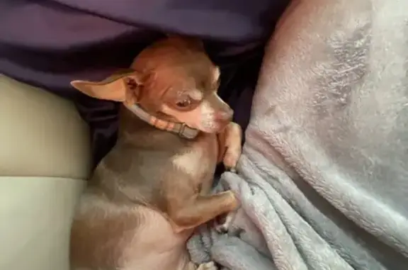 Missing dog , photo: Lost: Sweet Tan Chihuahua on Red Bud Ct