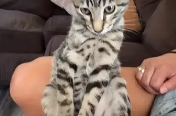 Lost Grey Cat with Unique Spots in CA