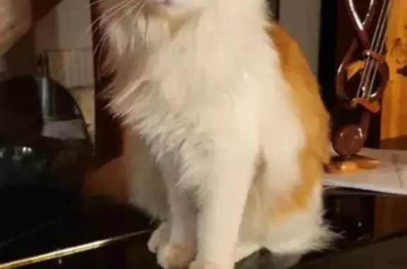 Chat perdu : Simba, blanc et roux, Donnery - photo