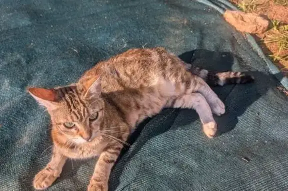 Chatte perdue : Bella, tigrée grise et rousse - photo