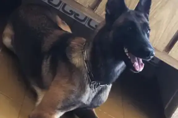cachorro desaparecida