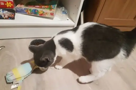 Chaton blanc et gris trouvé à Laval - photo