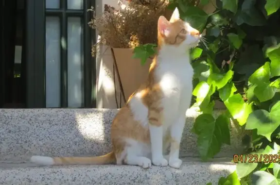¡Ayuda a encontrar a nuestro gato perdido!