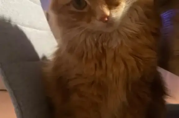 ¡Ayuda! Gata naranja perdida en Alicante