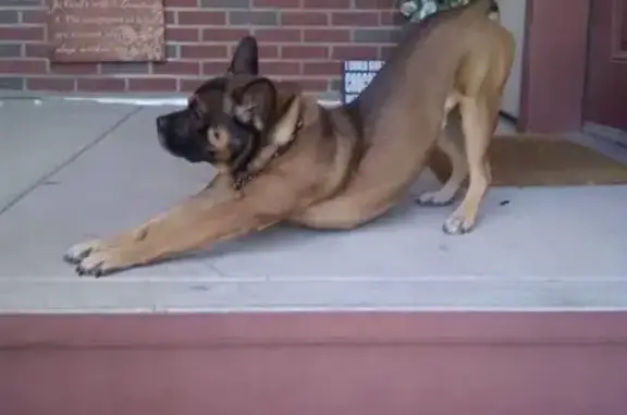 Lost Service Dog: Unique Markings & Traits