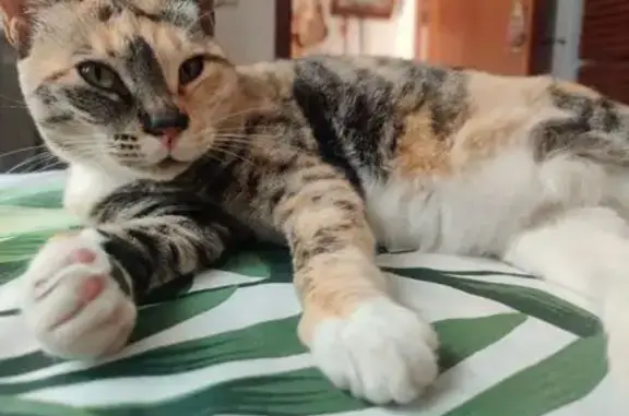 ¡Ayuda! Gata Perdida en Segur de Calafell