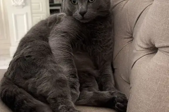 Lost pets , photo: Lost Grey Cat: Friendly & Microchipped