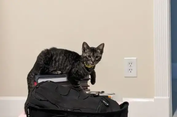Missing cat Fullerton, photo: Lost Cat: Small, Soft Meow, Grove Place
