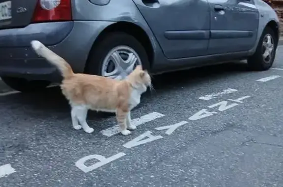 Chat blanc et roux câlin trouvé à Toulouse - photo