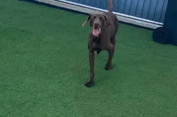 Chien trouvé Anglet, photo: Jeune Braque allemand trouvé à Anglet