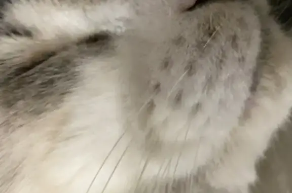 Missing cat , photo: Lost Cat: Black & White, Mole on Mouth