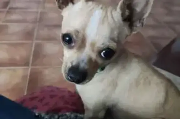 Perro crema perdido sin rabo en Betxí