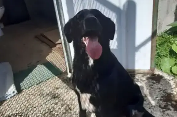 Labrador croisé perdu à Daignac - photo