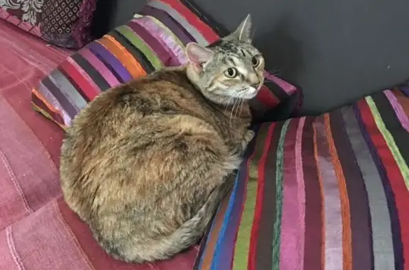 Lost Timid Tabby/Tortie in Sydney Area