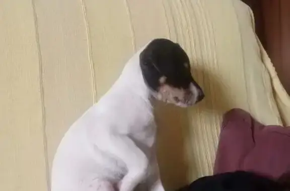 ¡Perro perdido en Puerto Lumbreras!