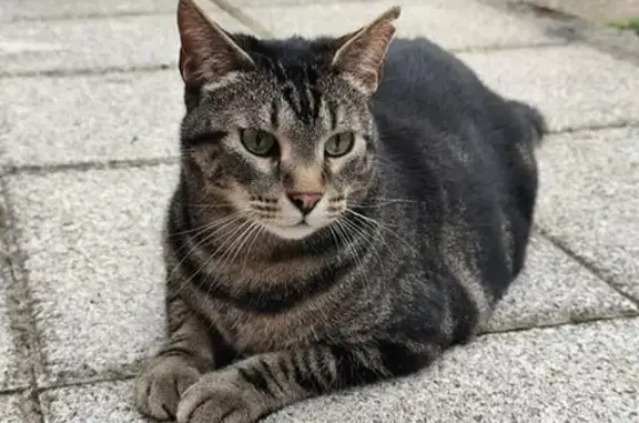 Gato Perdido: Atigrado de Ojos Verdes en Santander