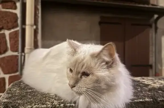 Chat trouvé Clermont-Ferrand, photo: Chat trouvé Rue de l'Industrie, câlin Birmanie