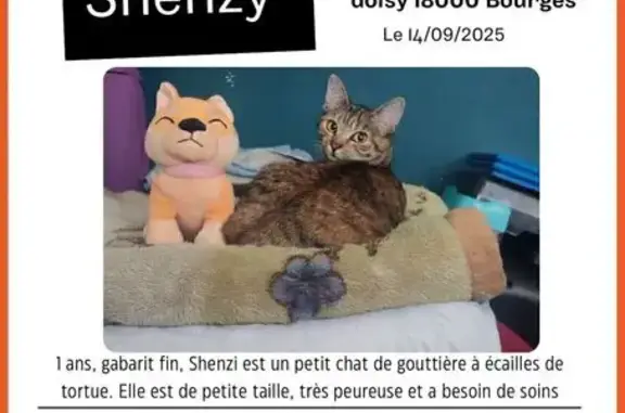Chat perdu, Bourges, photo: Chat écaille disparu à Bourges, besoin soins