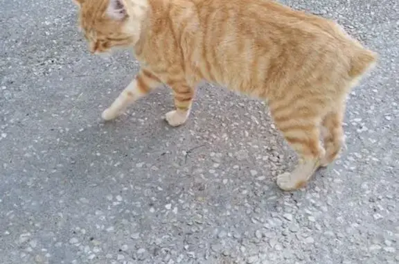Chat trouvé Thouars, photo: Chat roux trouvé, câlin, rue Pelletan