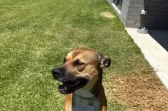 Lost Tan Dog: Ranaldo in Moira...