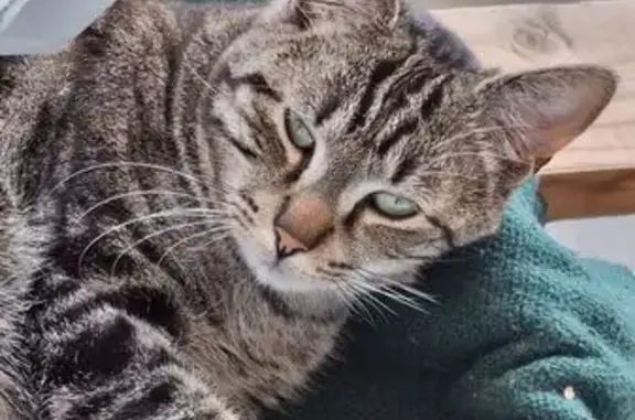 Lost Brown Tabby Cat on Basset Road